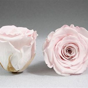 Pale Pink