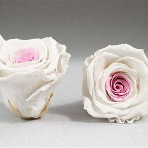 Pink and White