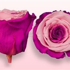 Pink cerise