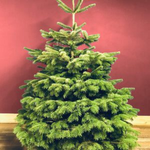 Christmas Trees