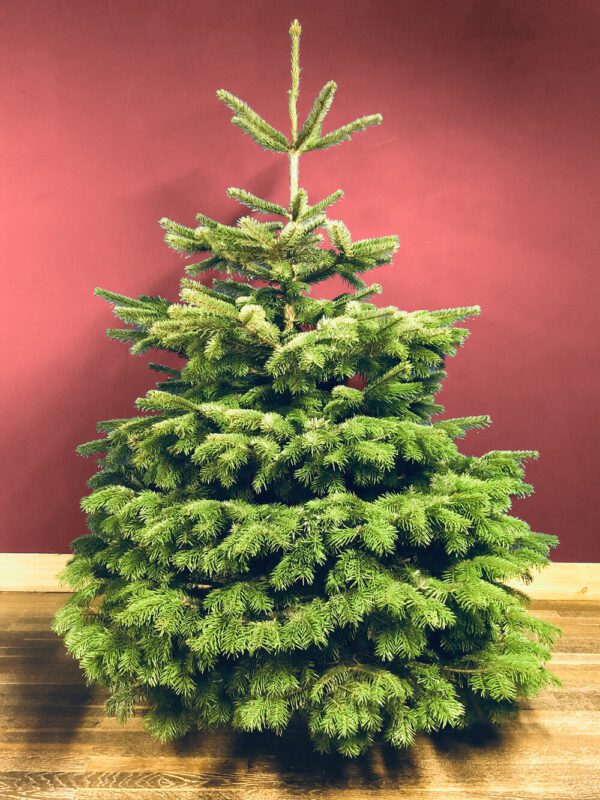 Premium Nordman Christmas Trees