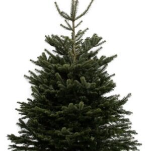3 - 4 ft Nordmann Tree